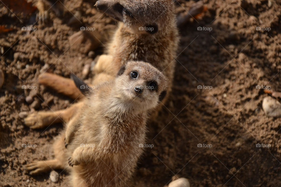 nature animal mammals brown by bubu