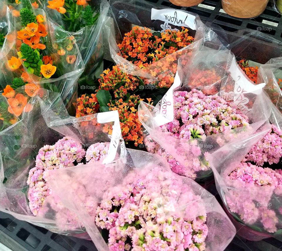 Flowers For Sale
