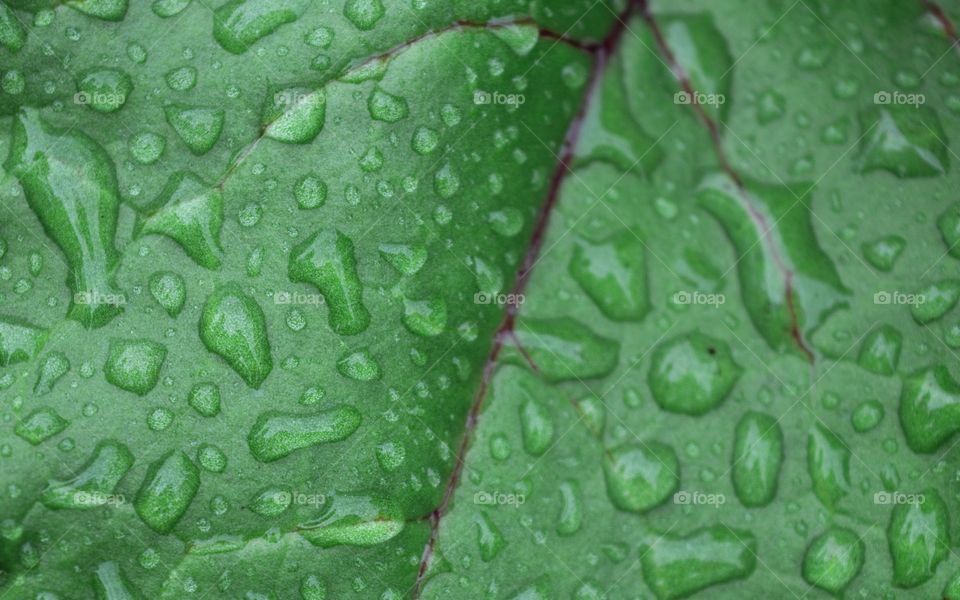 Green leaf in drops of rain.Macro photography