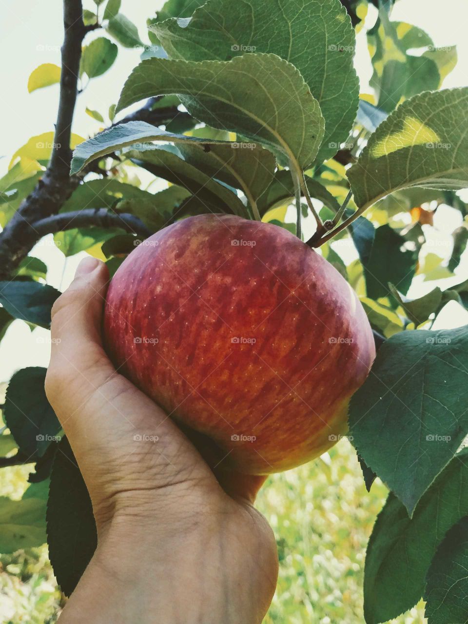 red apple in hand with  green leaves in the garden