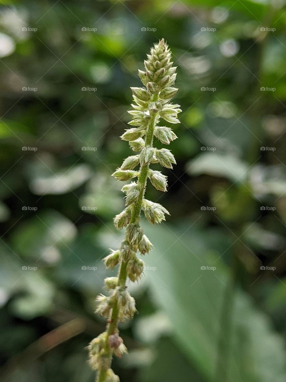 Cyathula prostrata