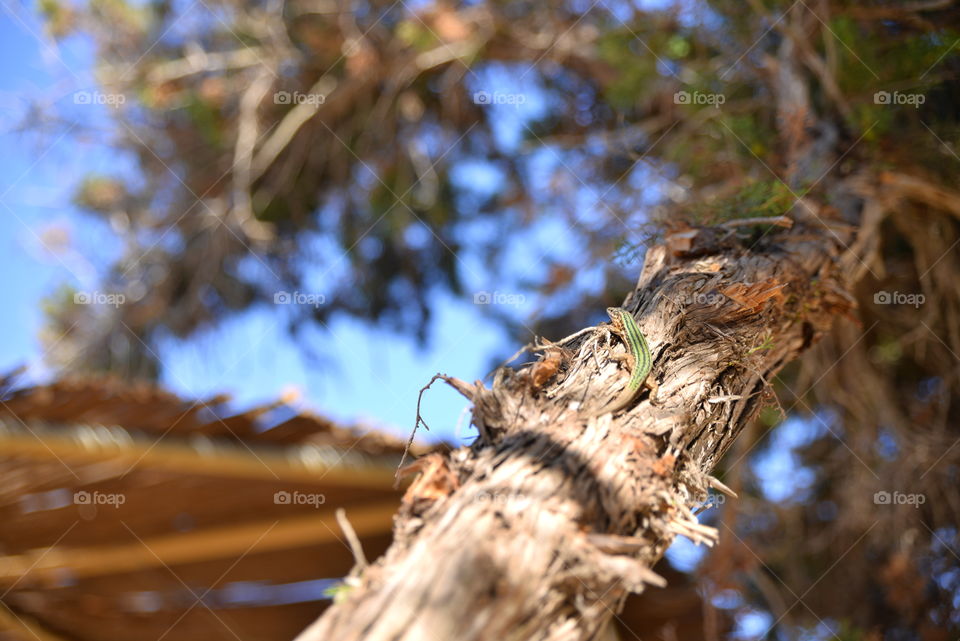 Lizard on the tree in Ibiza