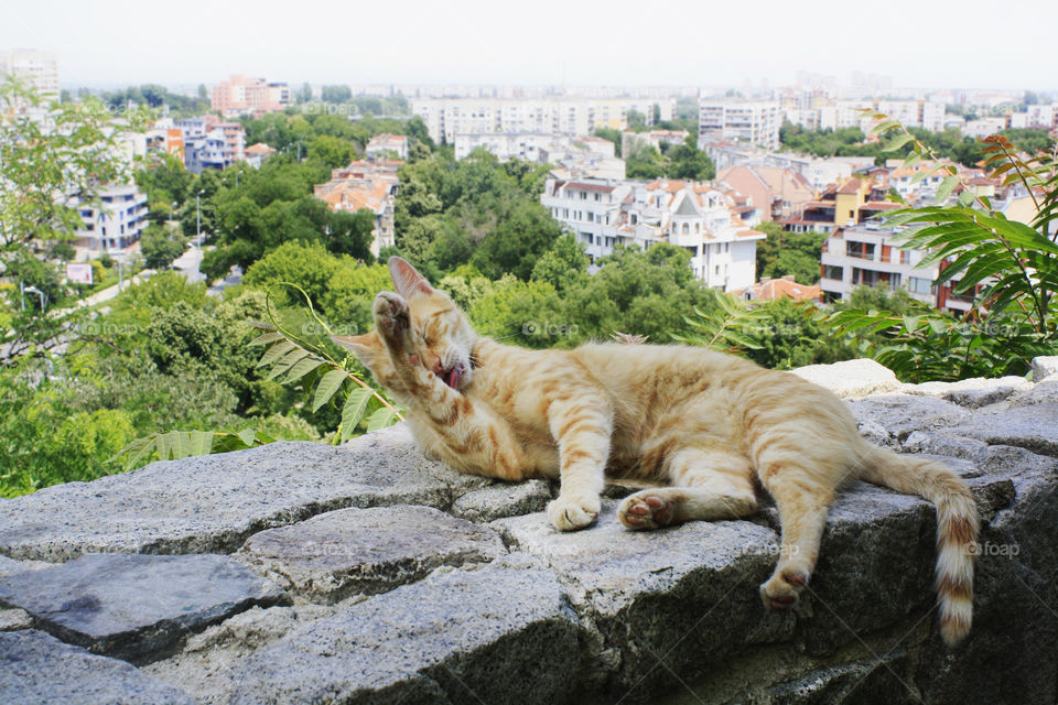 A cat and a landscape of Plovdiv, Bulgaria.