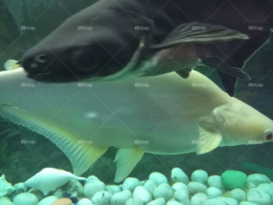 Black and white fishes