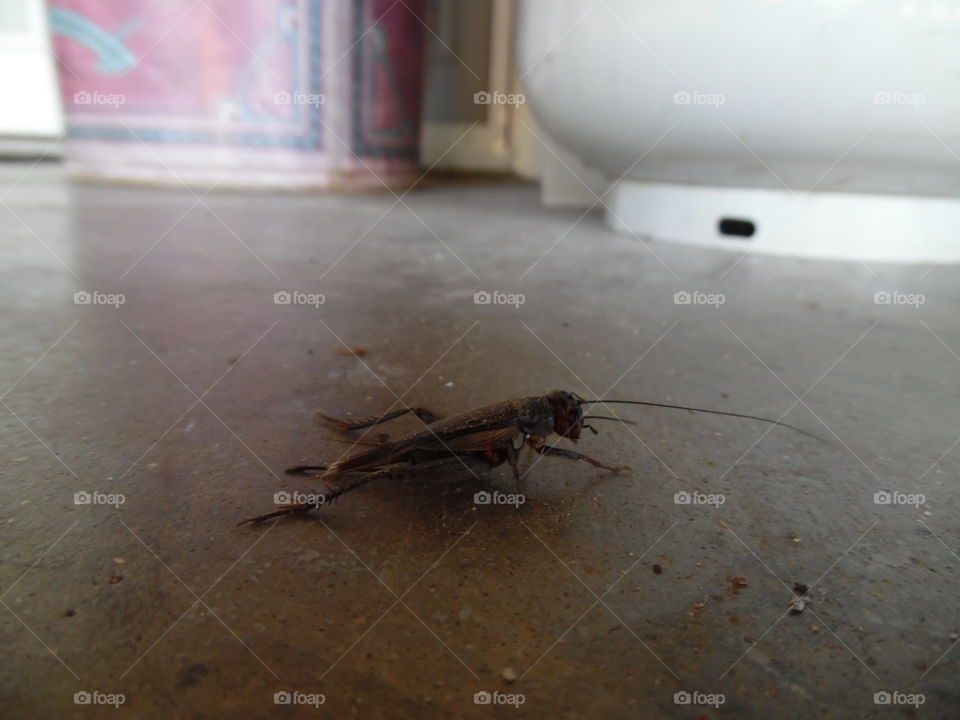 Jimmy the cricket. This is a picture I took on my back patio. 👣 🚶 🏃 🔥 💨