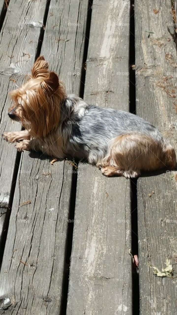 Adult Yorkie Sunning in Fall