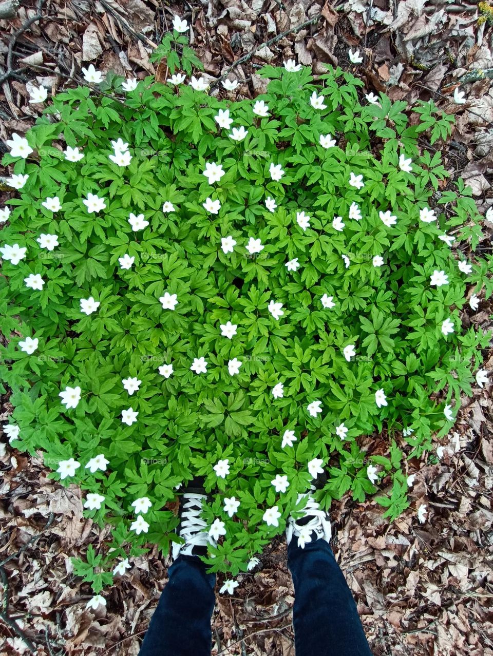 green leaves and flowers growing in ground and legs shoes top view, love earth