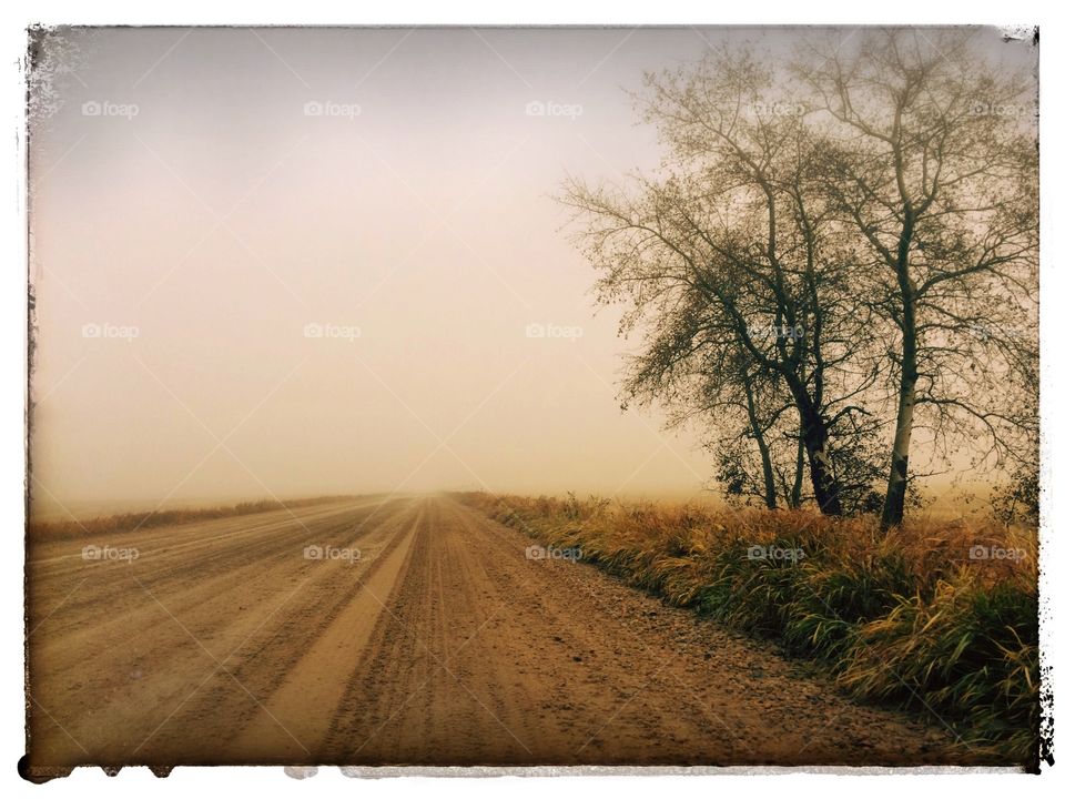 Vintage style landscape of a tree and road on a foggy day