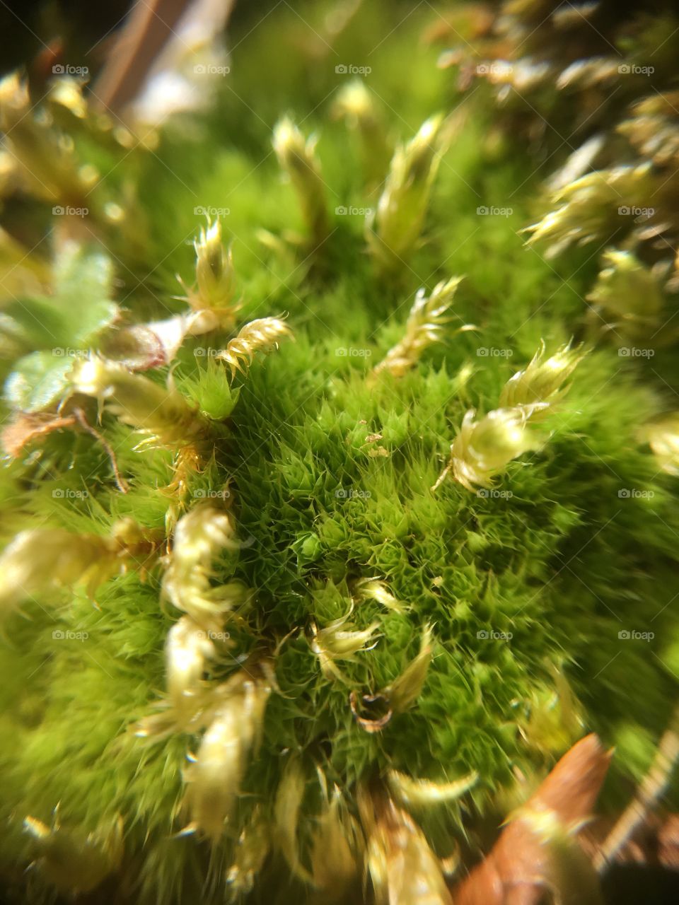 Moss closeup