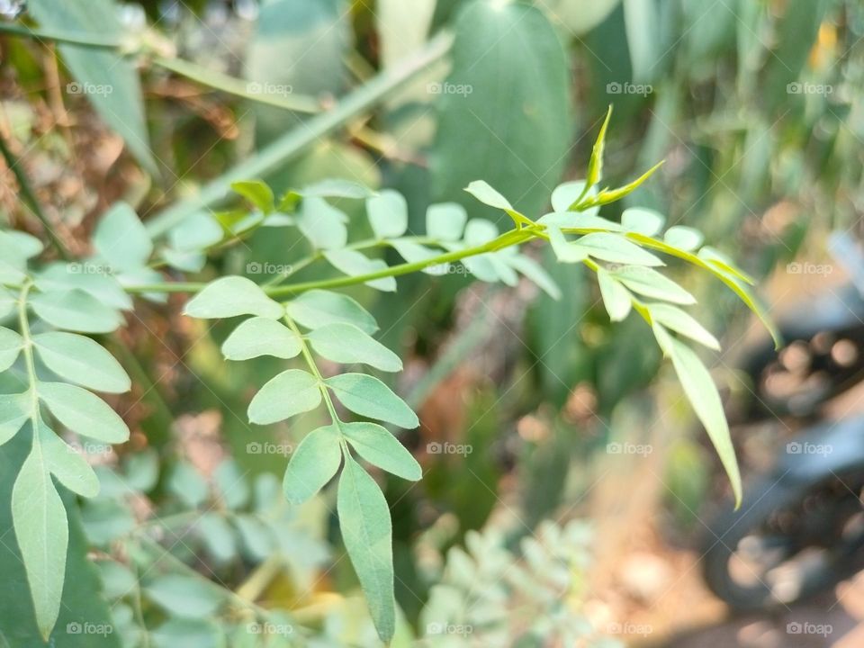 Green Plants, Portrait of Plants, Green leaf 🍀