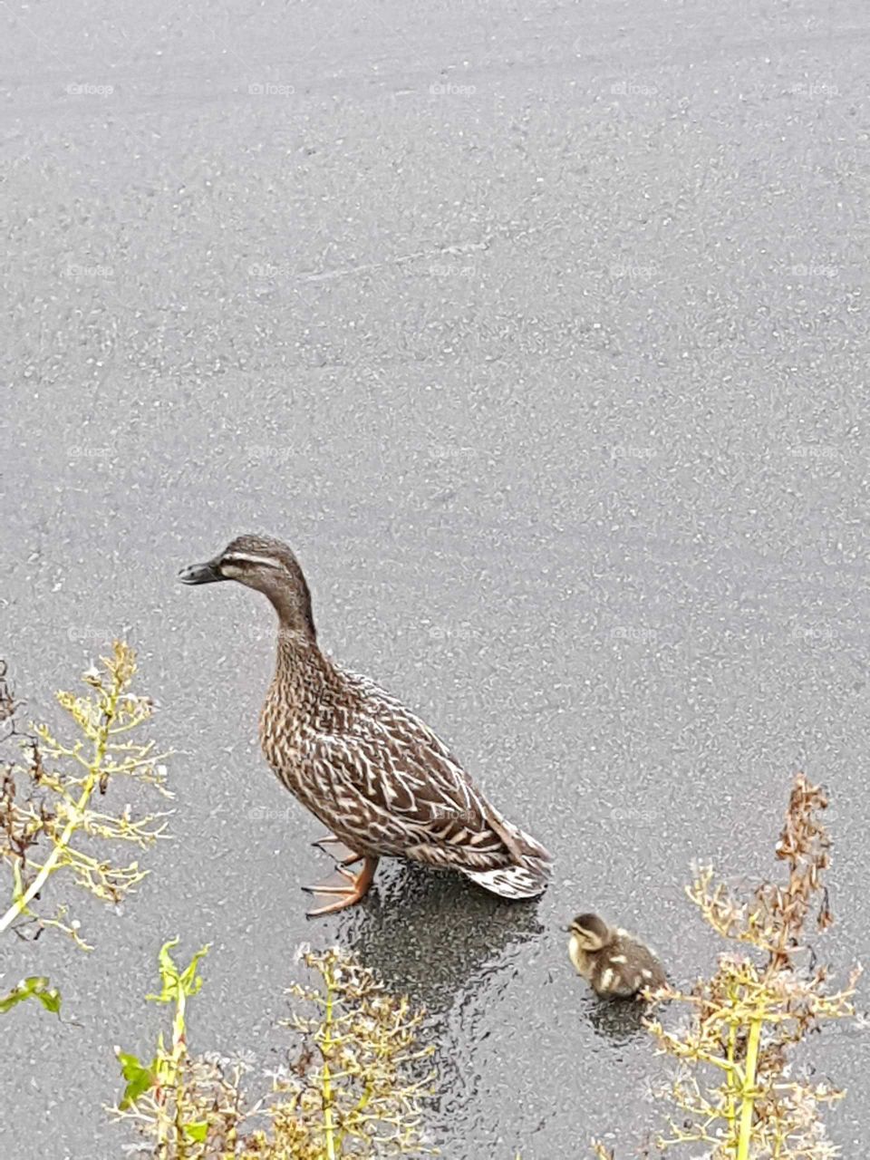 Mother duck and her baby walking down our street on a wet day.
