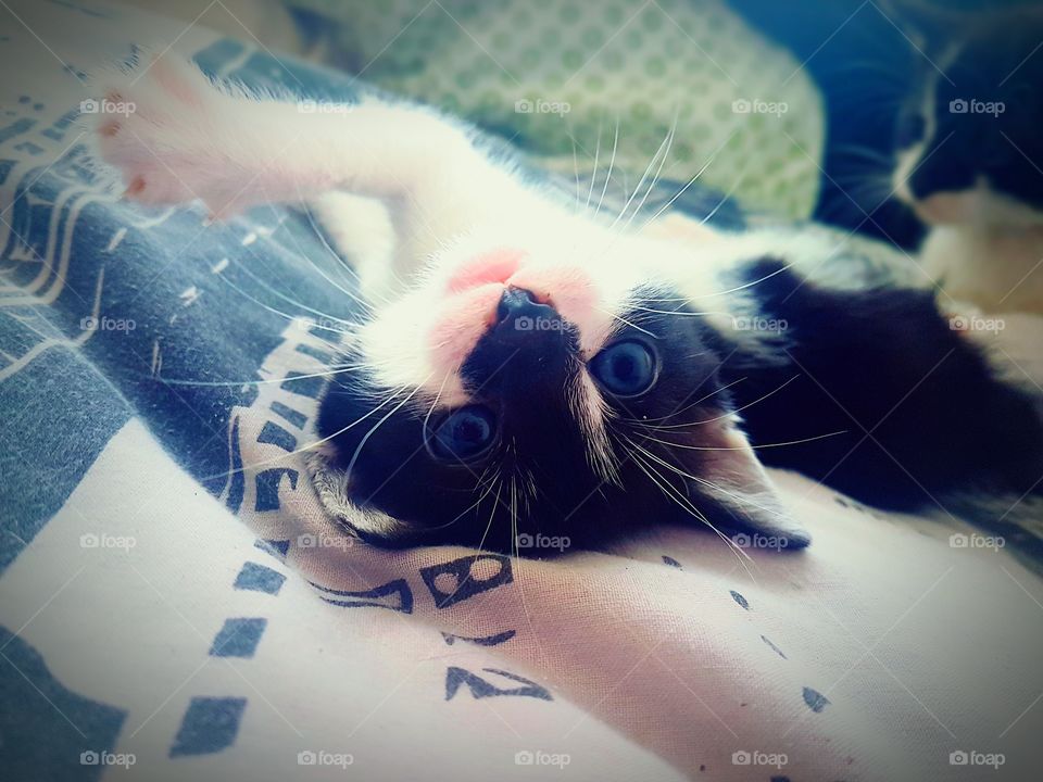 kitty cat ... cute little baby ...