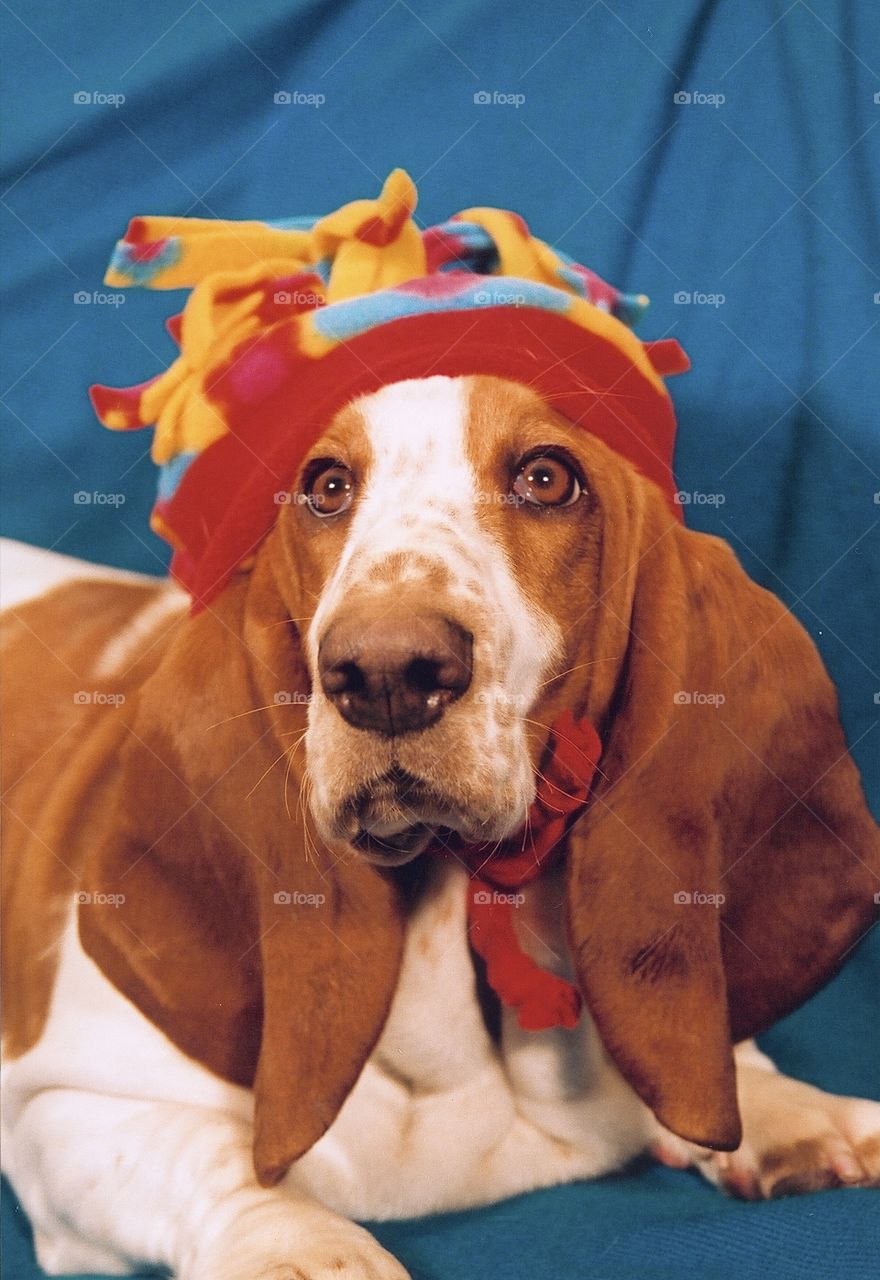 Close up of Bassett Hound with colourful hat 