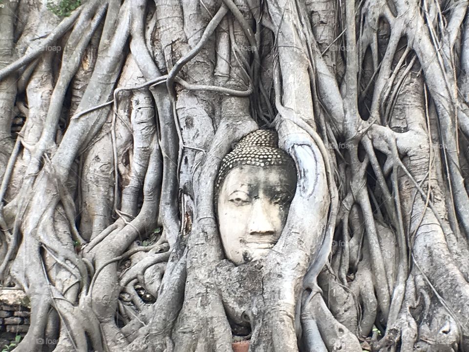 Buddha tree religious heritage 