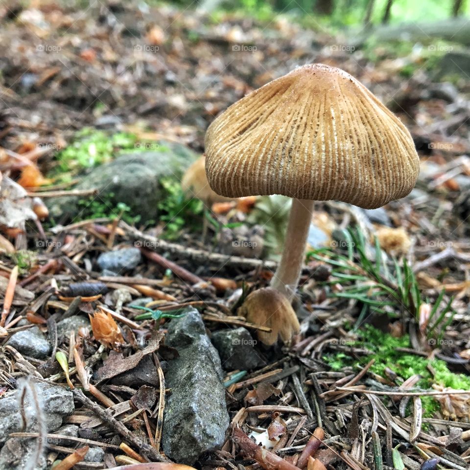 June Mushroom growing in the forest ...