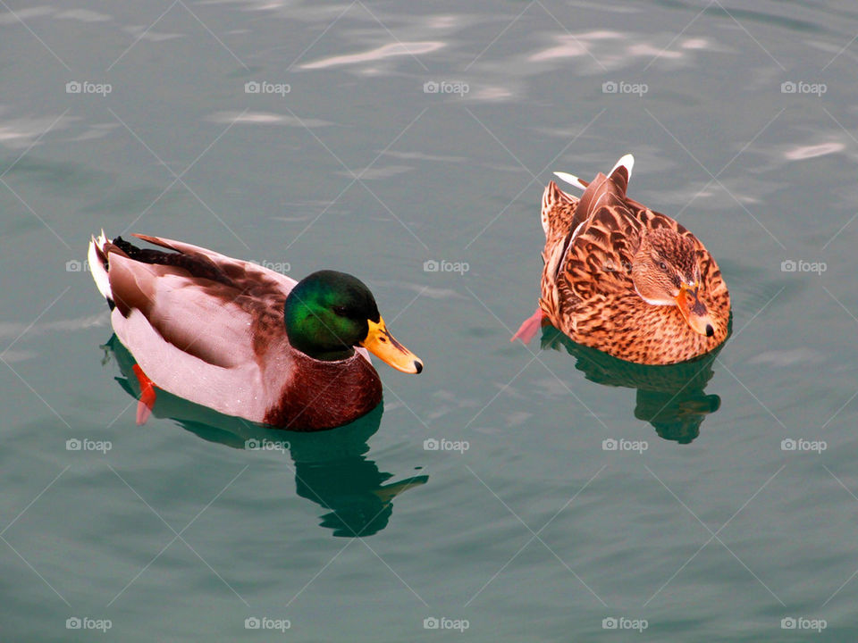 Two nice ducks in the lake!