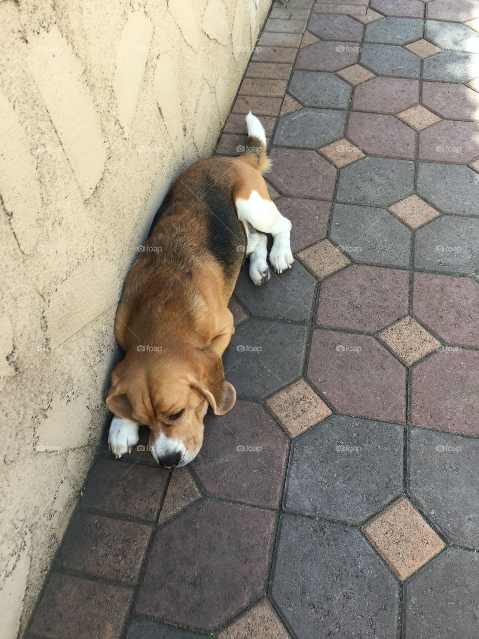 A Beagle napping outside.