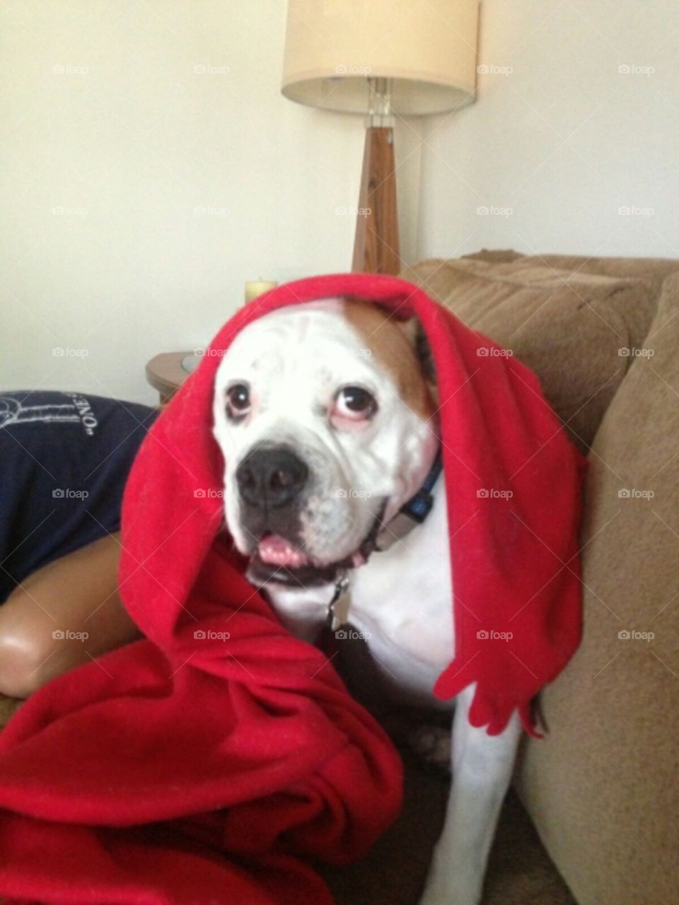 Doggy in his blankie