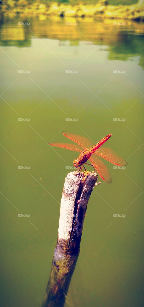Dragonfly species awesome photo shoot on Camera