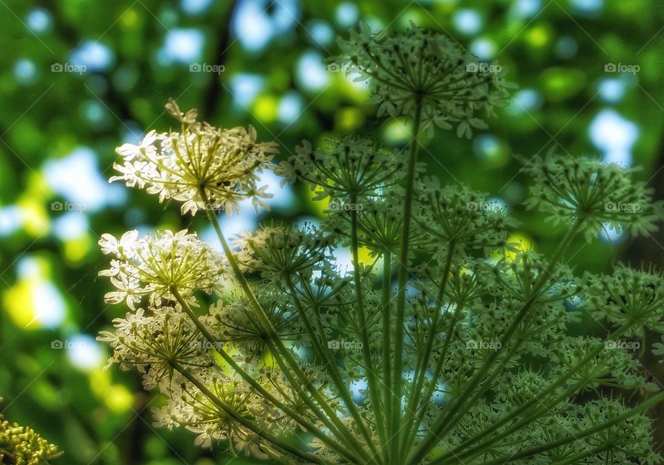 Close-up of a flowers