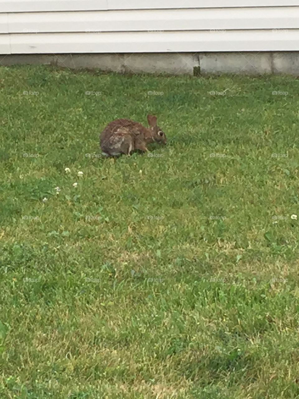 Bunny eating . A bunny eating some grass.