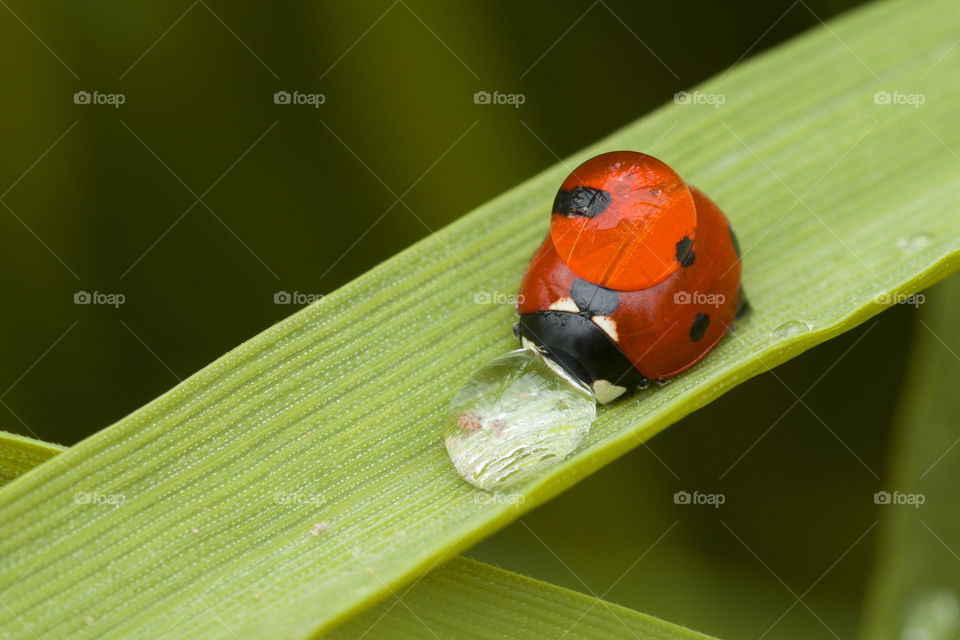 amazing macro shot of ladybug on a green leaf with water drops.  beautiful of macro world concept