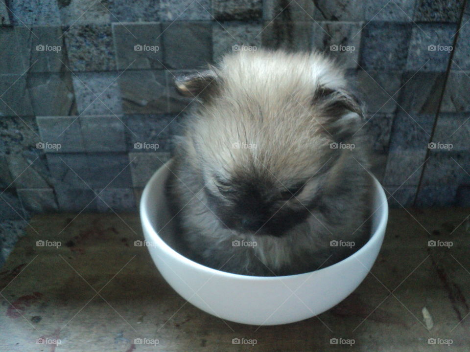 pomeranian mini puppies in a bowl