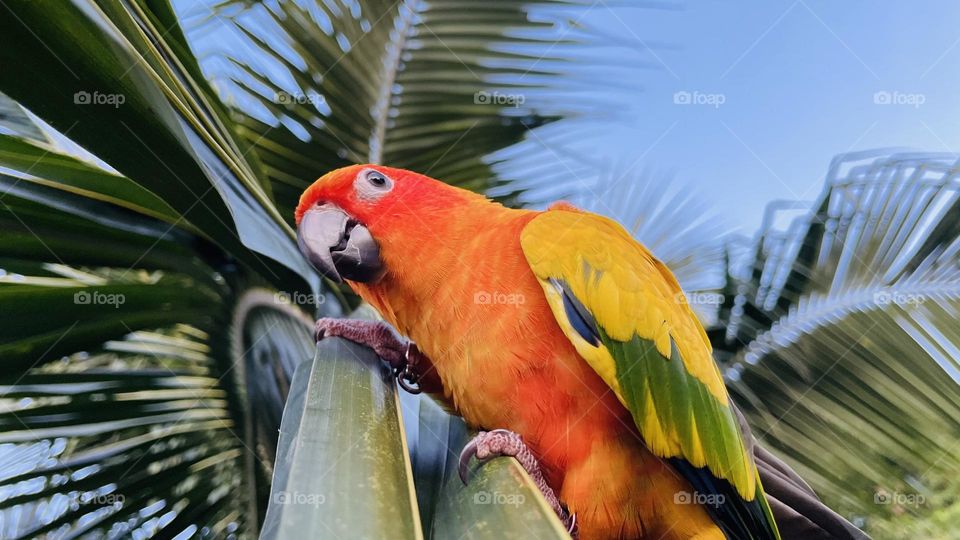 Birds and bee’s beauty 