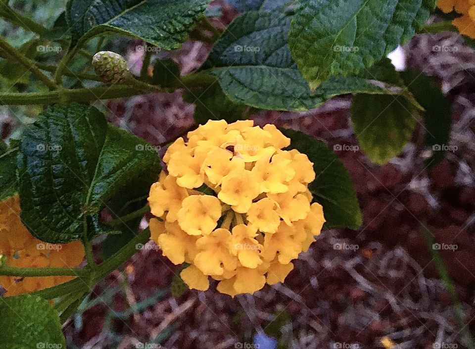 🌹 🇺🇸 Very beautiful flowers to brighten our day.  Live nature and its beauty. Did you like the delicate petals? / 🇧🇷 Flores muito bonitas para alegrar nosso dia. Viva a natureza e sua beleza. Gostaram das pétalas delicadas? 