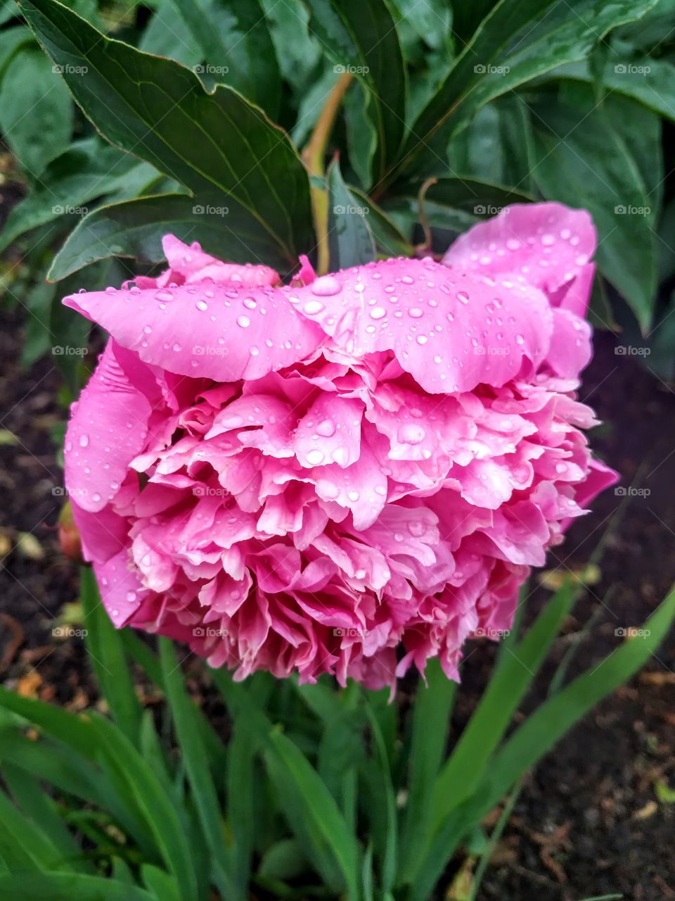 Drops of the rain on the tender pink peony