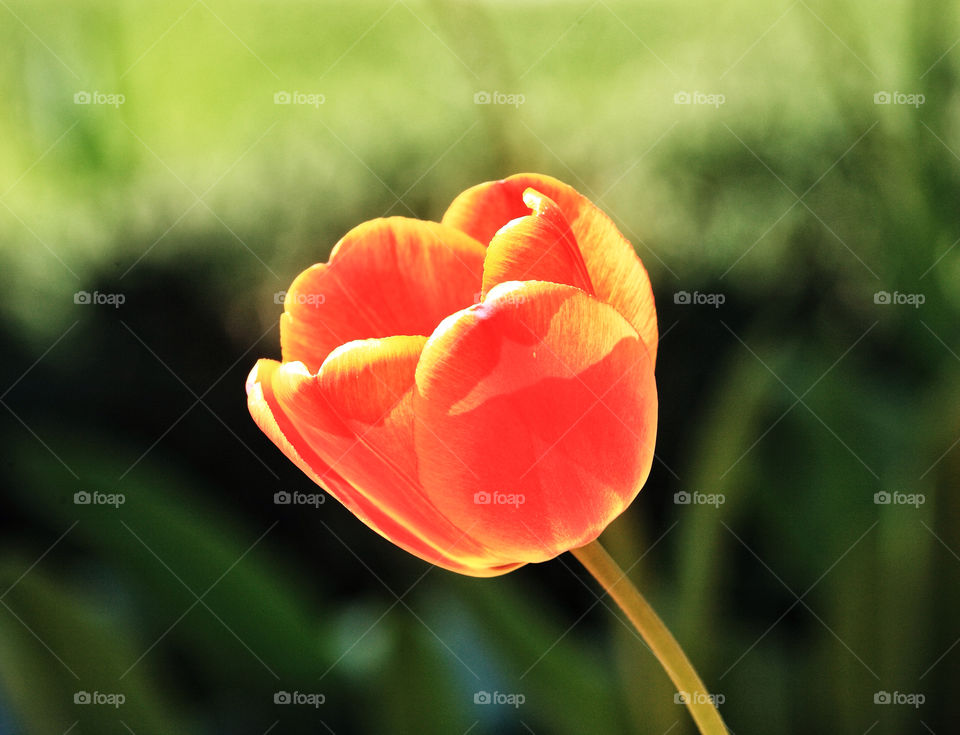 field grass sun tulip by delvec