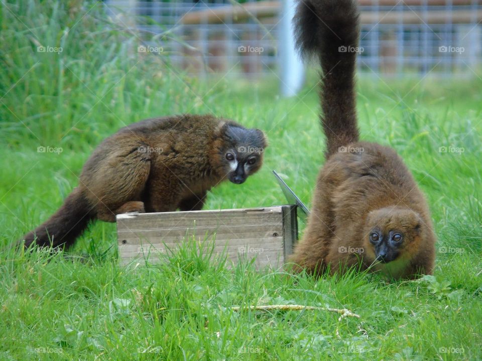 The red-bellied lemur, Africa Alive, UK