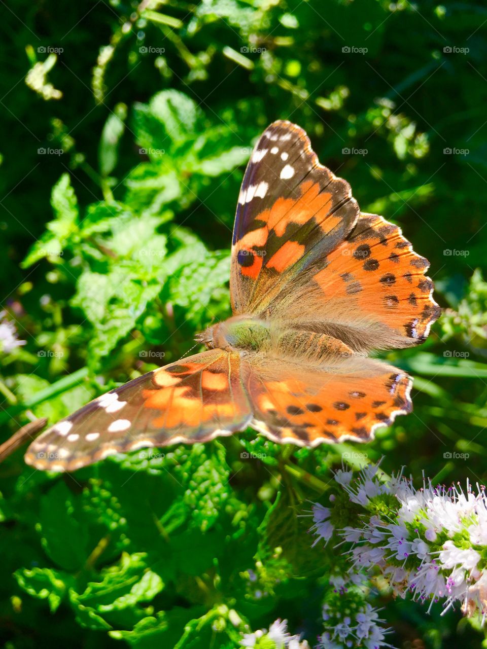 Painted Lady Butterfly 