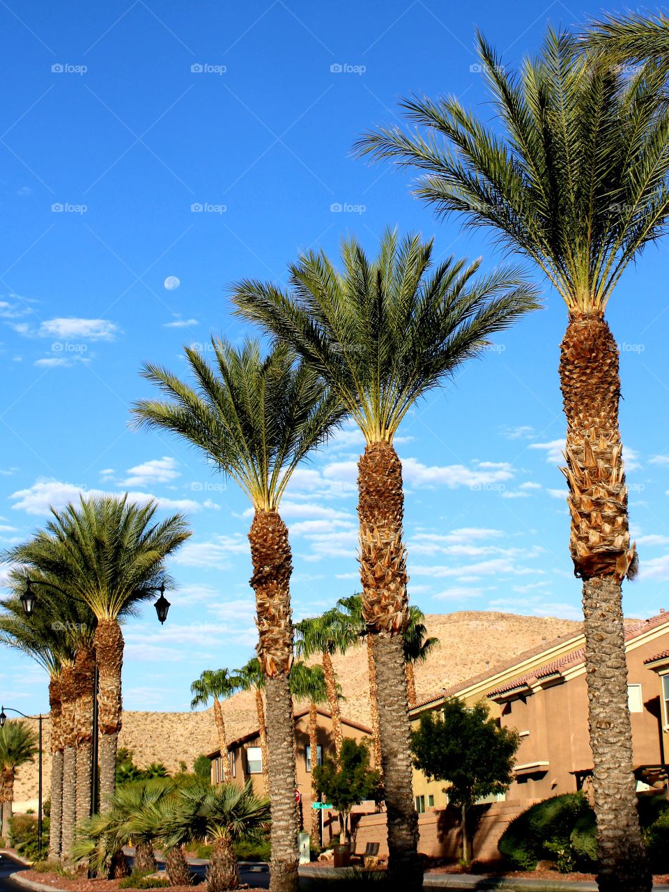 sunshine, moon and palm trees