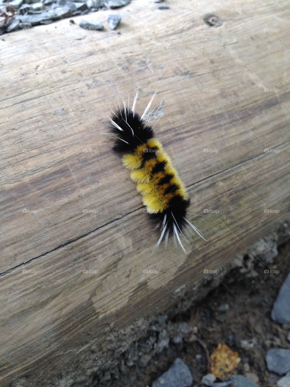 Yellow and Black caterpillar
