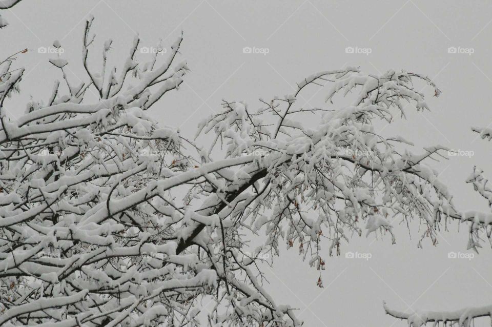 winter tree