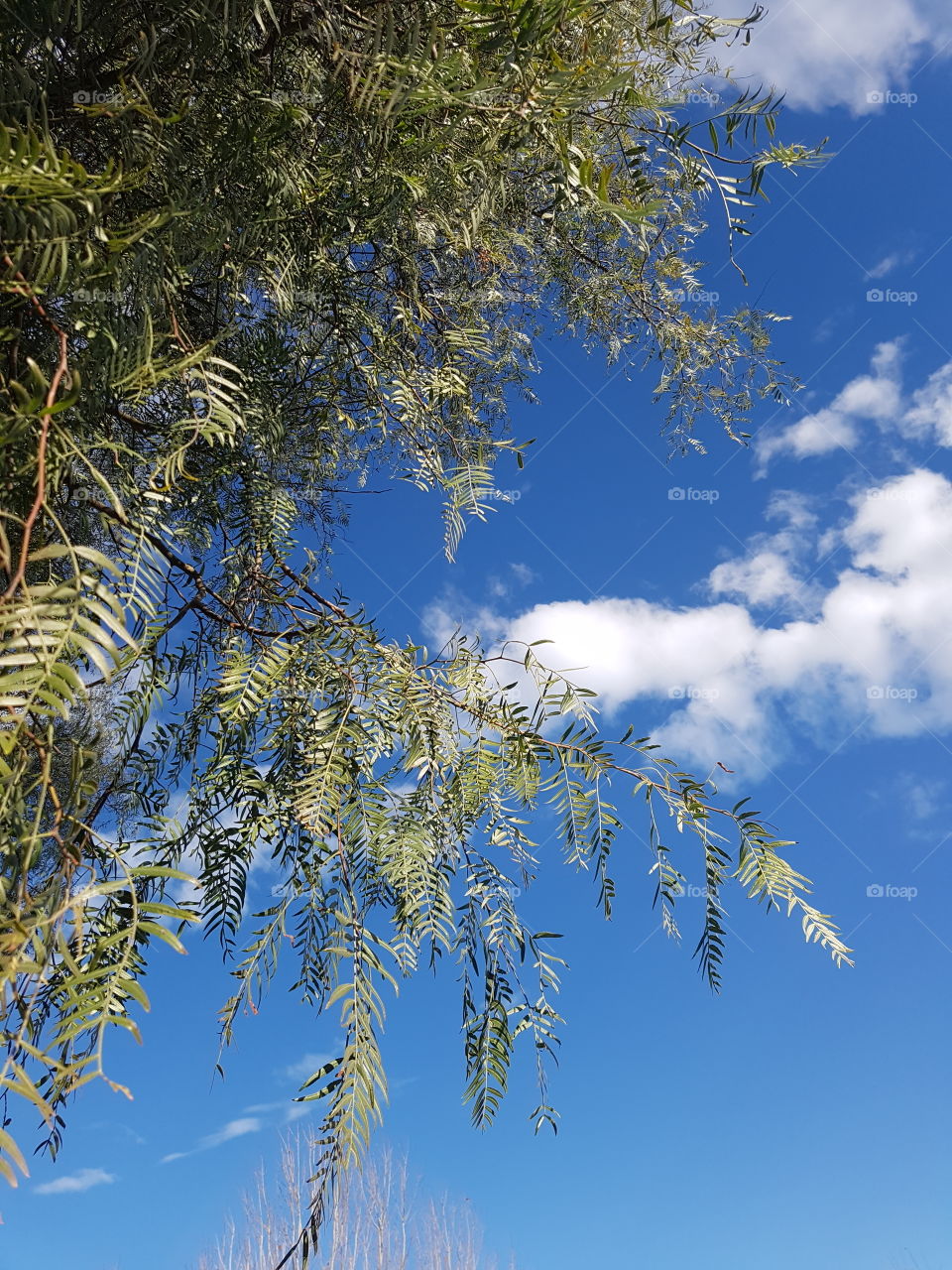 Peppercorn Clouds