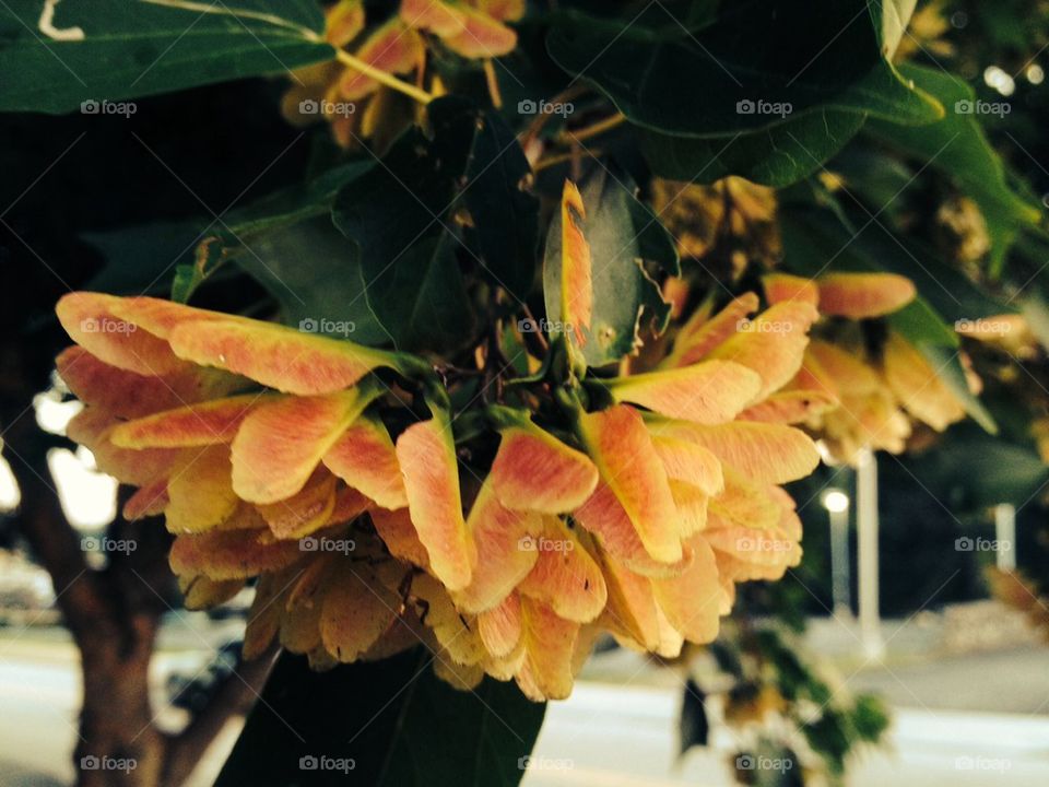 Ripening maple wings