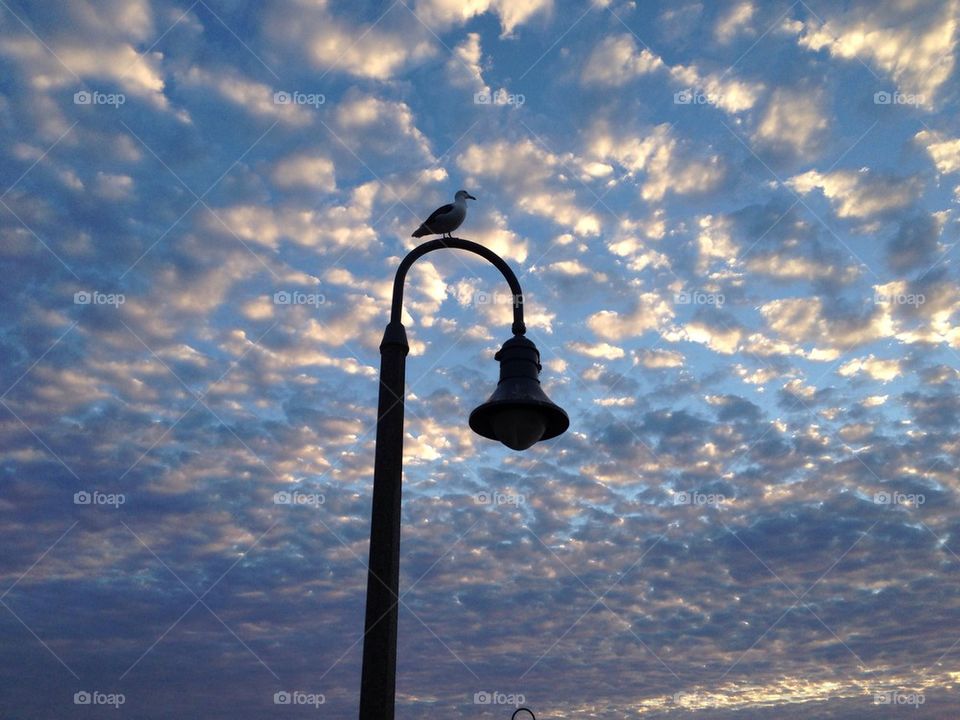 High Sea Gull. Bird on light pole at Ocean Beach, California.