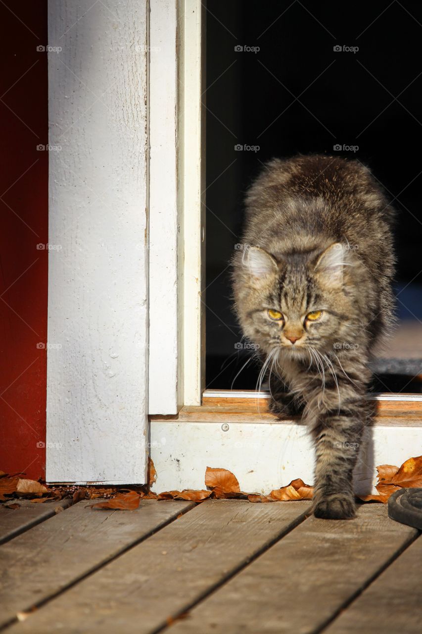 Cat walking through door