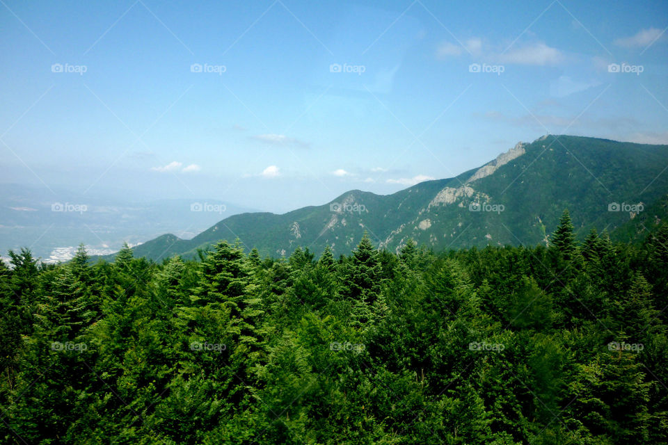 High angle view of trees in forest