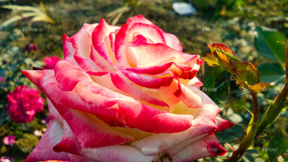 Beautiful rose flower with different shades of color and natural background
