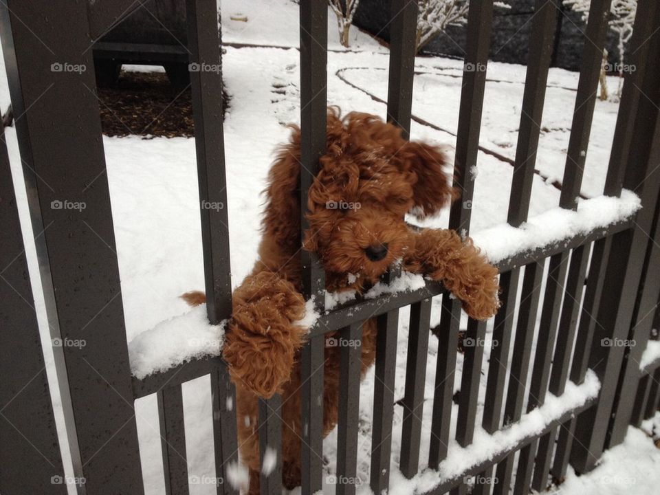 They call this a "Puppy Fence"