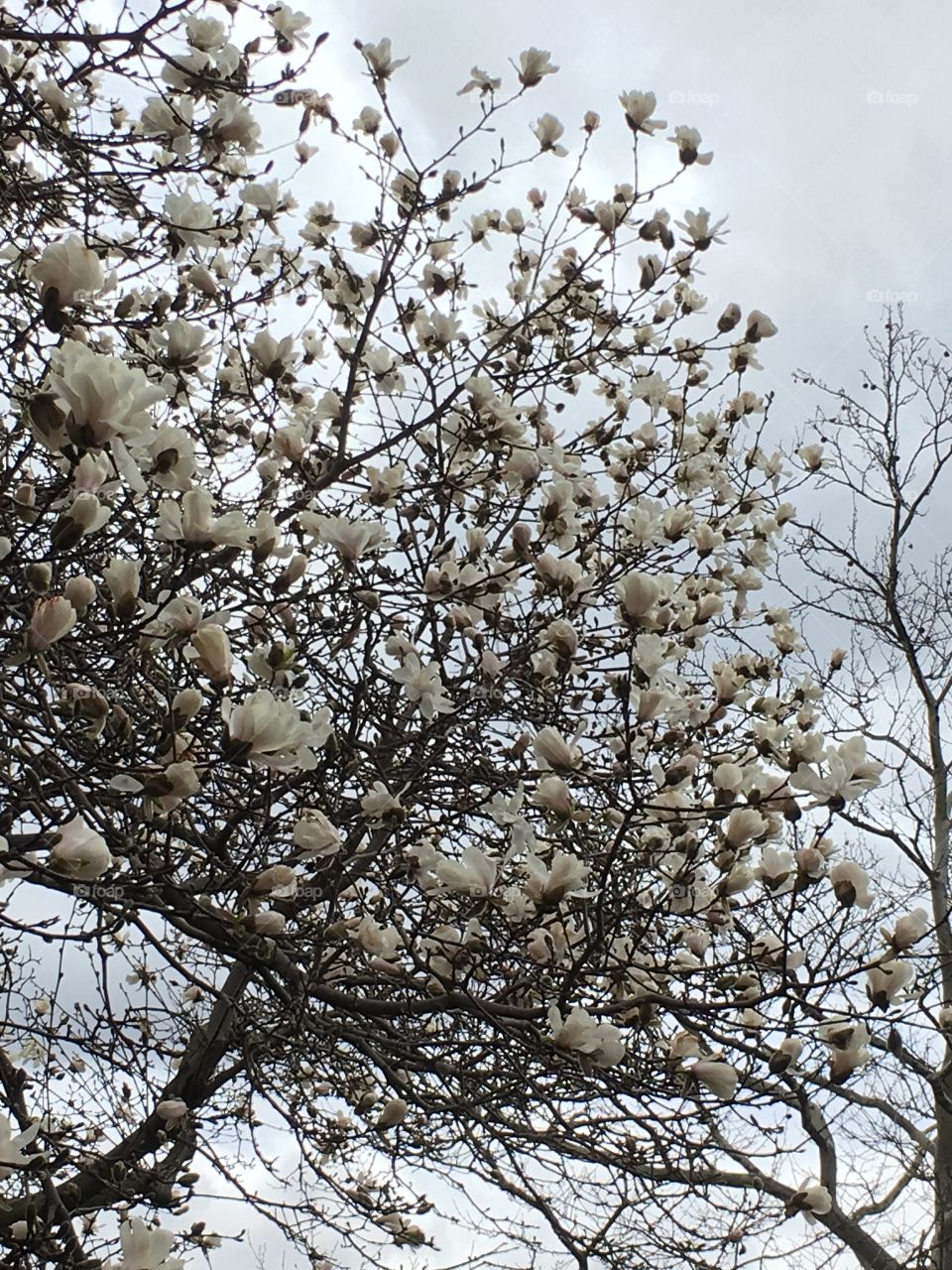 Magnolias against a gray sky