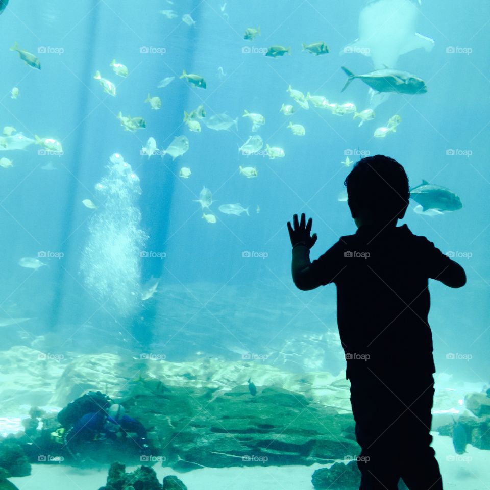 Boy at Aquarium . Clicked at Atlanta Aquarium, my son who is mesmerized by whales and fishes is just attached to that glass