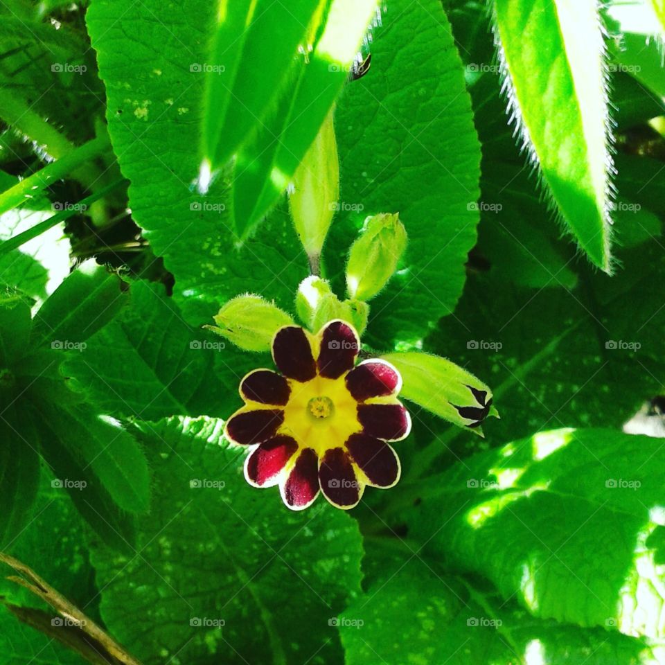 A gold laced polyanthus.