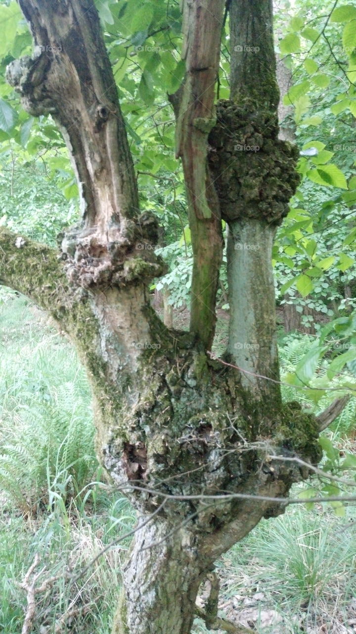 polish nature,  damage ill tree