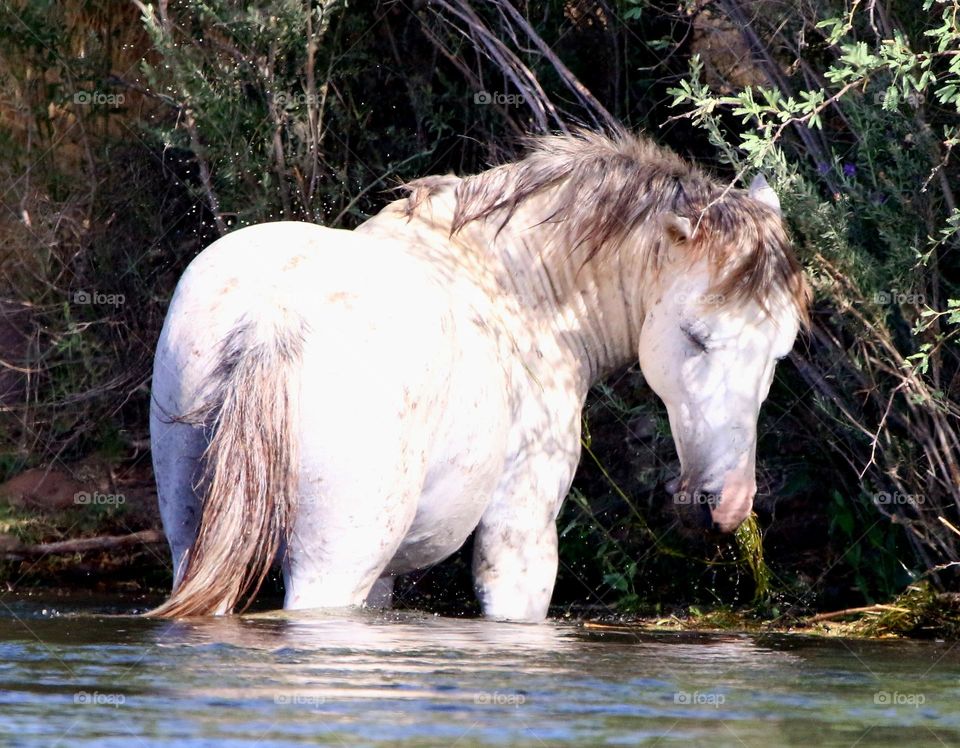 Wild Stallion in the River