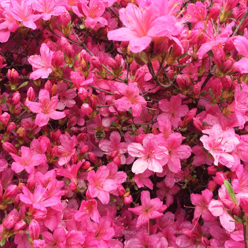 Pink flower blooming on plant