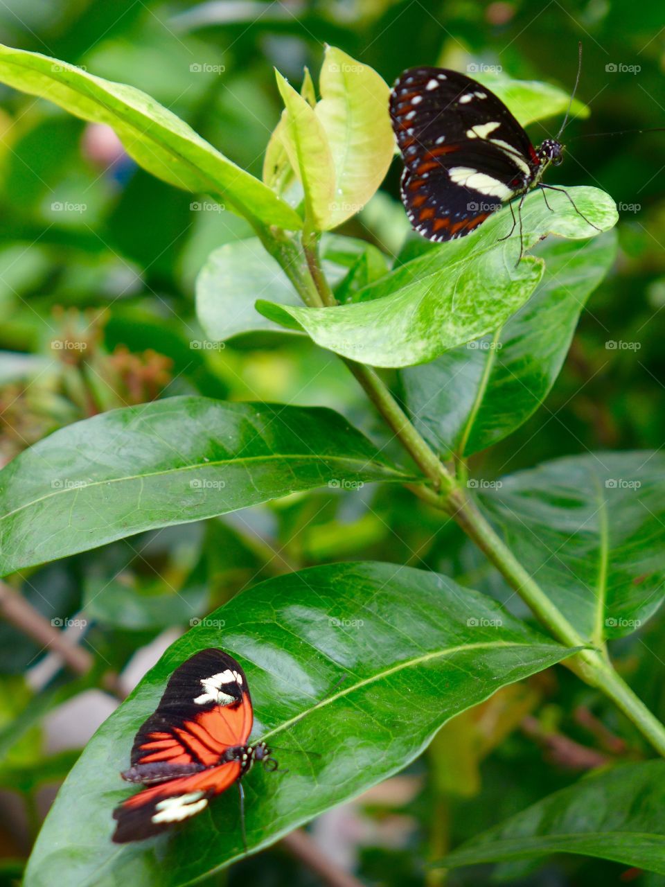 Two red lacewing butterflies